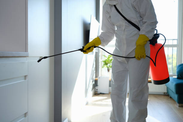 Best Commercial Mold Removal  in El Centro, CA