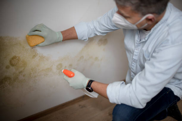 Best Toxic Mold Removal  in El Centro, CA