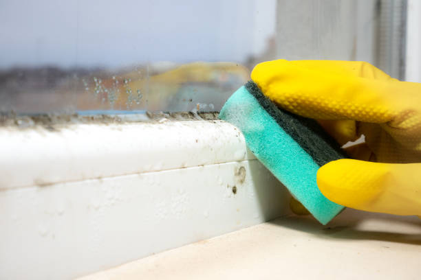 Best Mold Remediation  in El Centro, CA