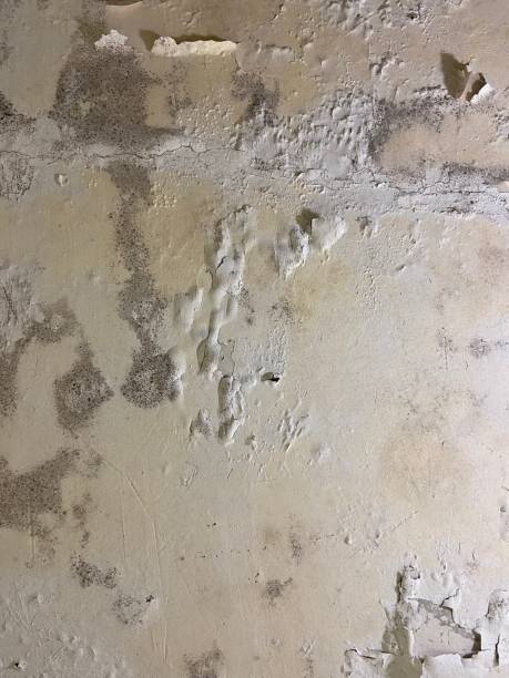 Best Office Mold Removal Services  in El Centro, CA