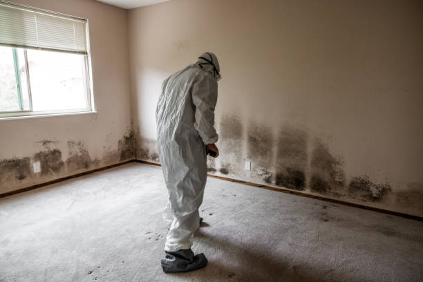 Reliable El Centro, CA Mold Removal Solutions