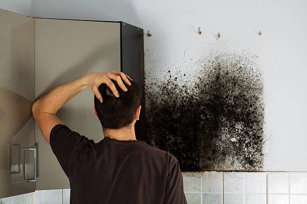 Best Fast Mold Removal  in El Centro, CA